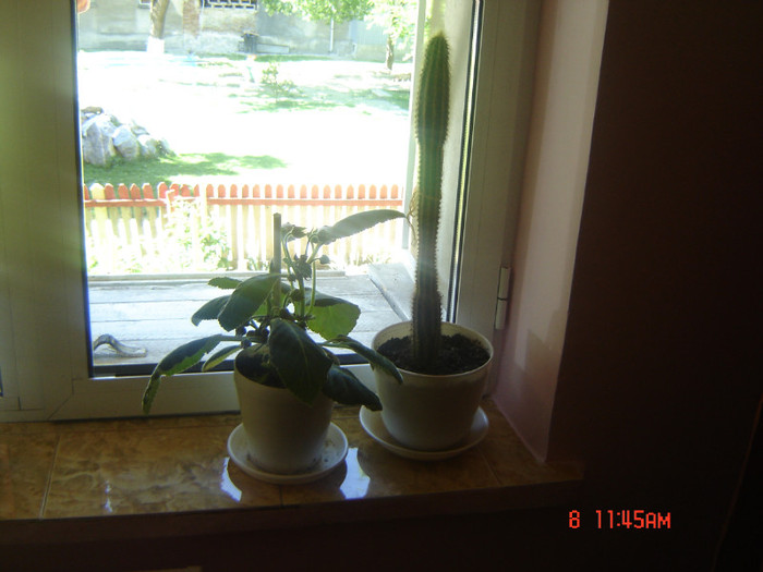 gloxina si cactus