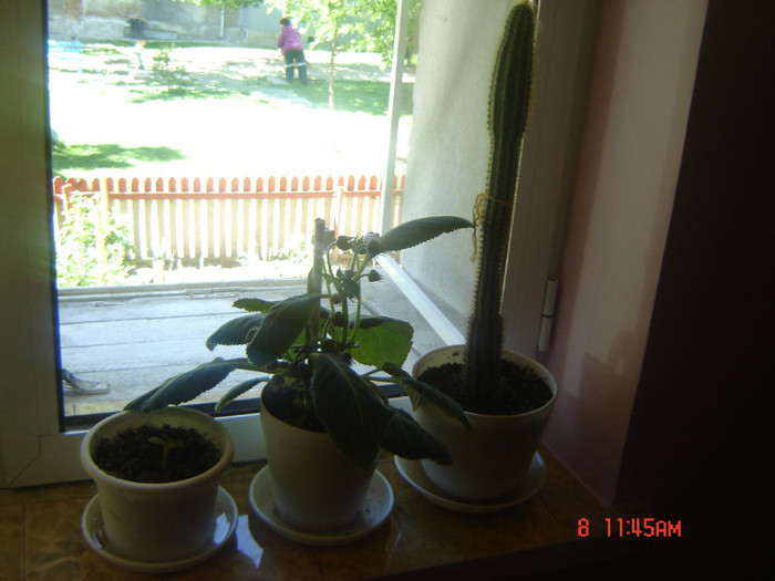gloxine si cactus