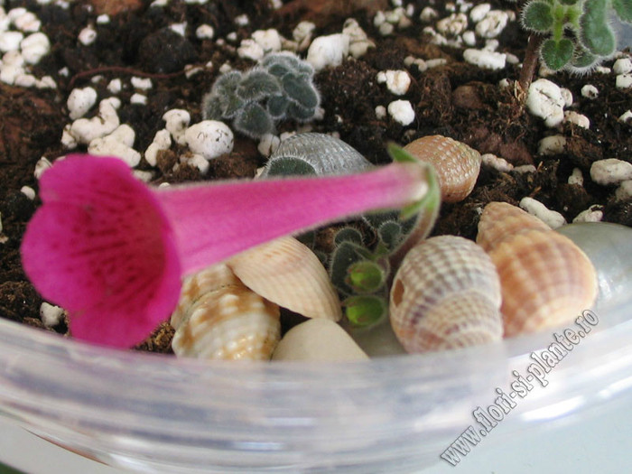 Sinningia Mercury - GLOXINIA _ SINNINGIA