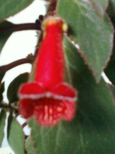 8 mai 2012-flori 029