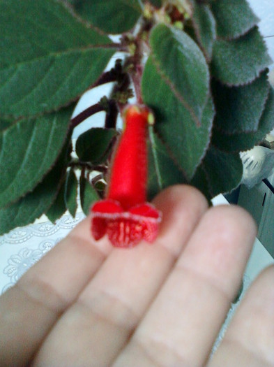 8 mai 2012-flori 025