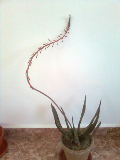 gasteria cu floare - diverse flori 2012