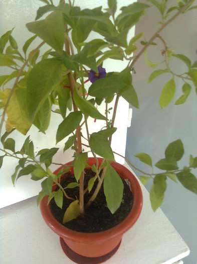 gentiana - diverse flori 2012
