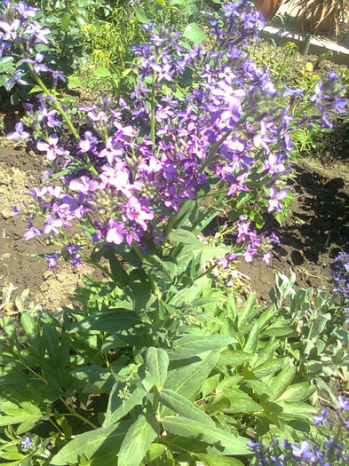 Clau^^1914 - flori de gradina 2012