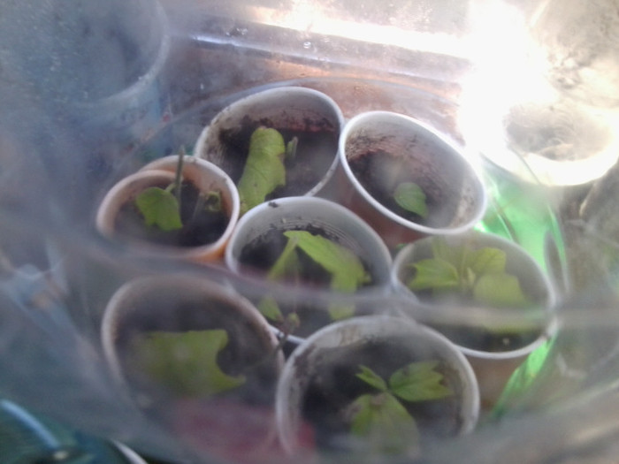 puiuti pasiflora citrina