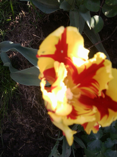 Fotografie3847 - flori de gradina 2012