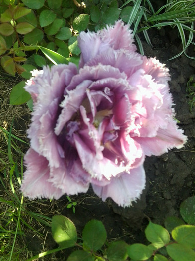 Fotografie3849 - flori de gradina 2012