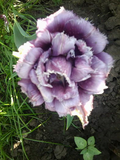 Fotografie3851 - flori de gradina 2012