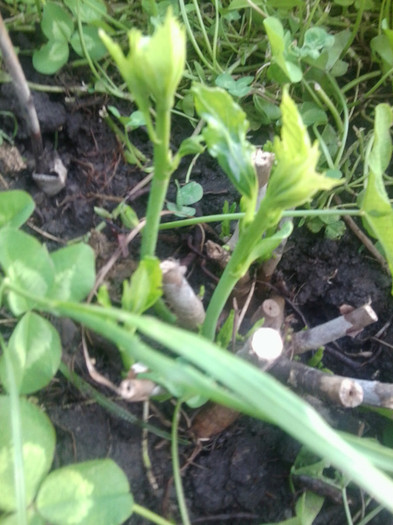 hibiscus mouschetous