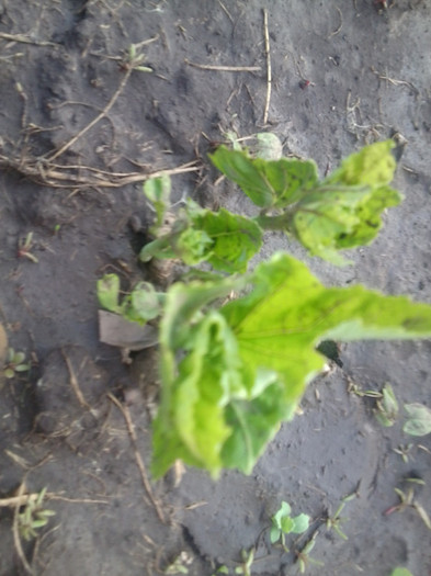 hibiscus mouschetous