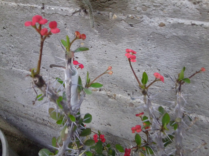 Fotografie3840 - cactusi si suculente