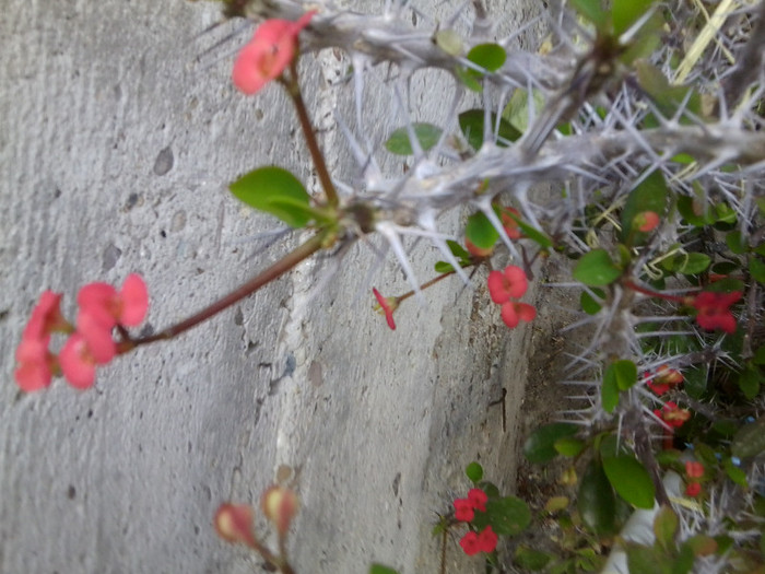 Fotografie3842 - cactusi si suculente