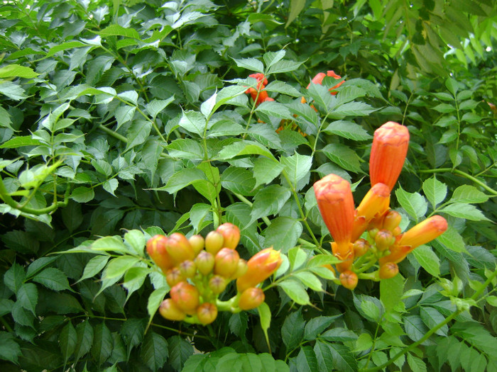 Pipa turcului - FLORI SI PLANTE IN GRADINA