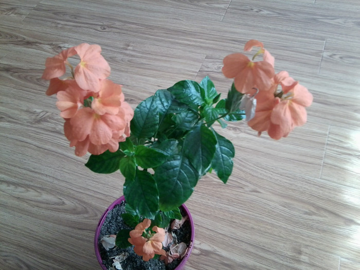 si multumiri multe - flori de interior