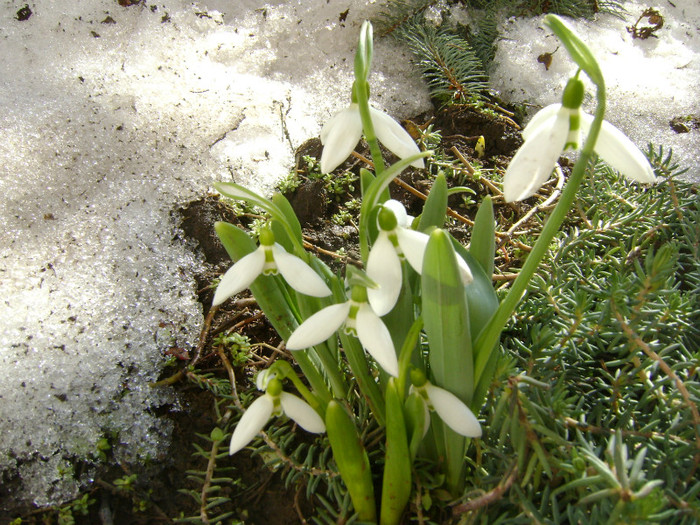 DSC04955 - FLORI SI PLANTE IN GRADINA