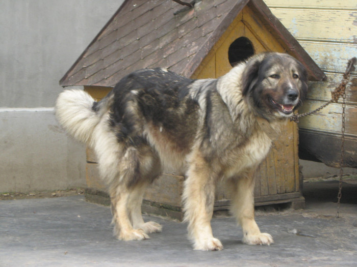 molda