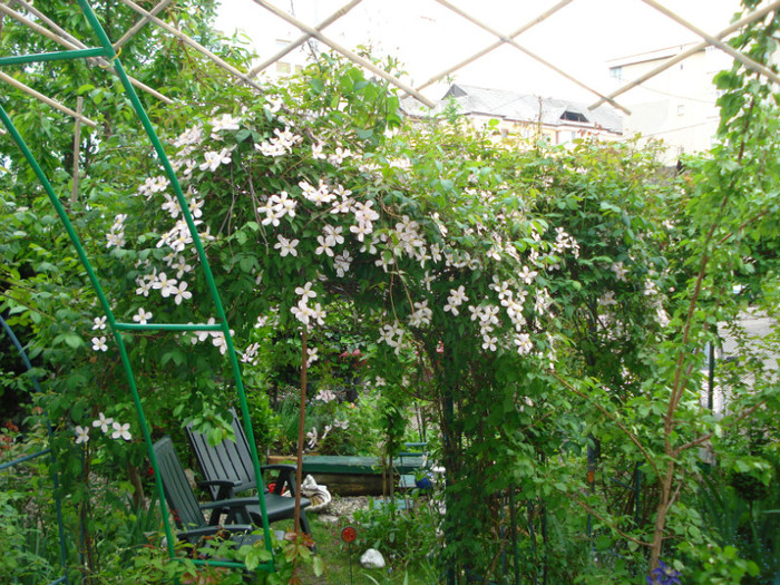 DSC08469 - Clematis 2012