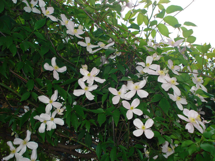 DSC08334 - Clematis 2012