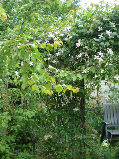 DSC08377 - Clematis 2012