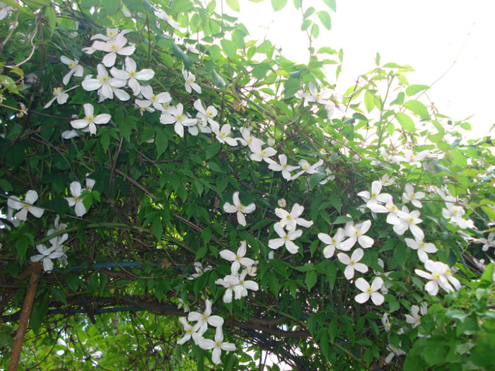 DSC08335 - Clematis 2012