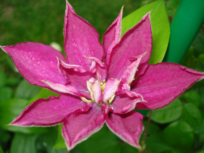 "Fire Flame", 08.05.2012 - Clematis 2012