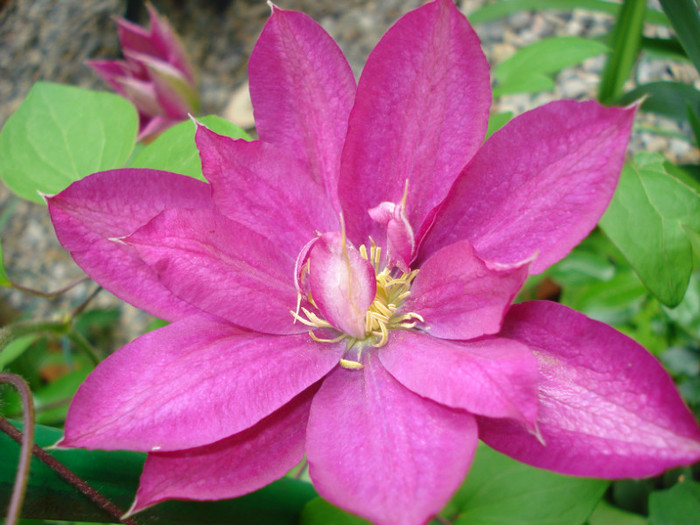 DSC08342 - Clematis 2012