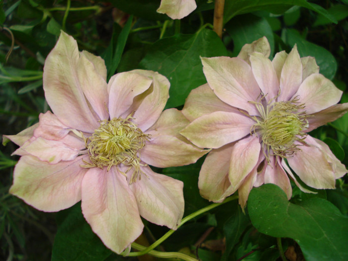 DSC08433 - Clematis 2012