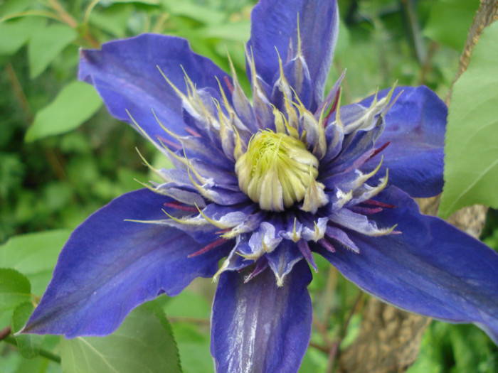 "Multi Blue" - Clematis 2012