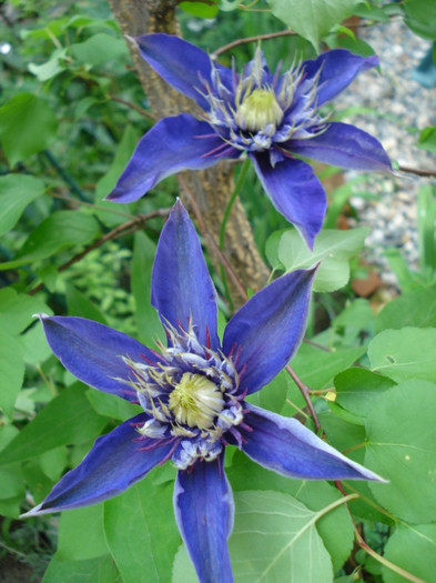 DSC08420 - Clematis 2012