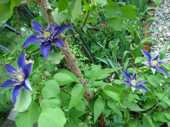 DSC08422 - Clematis 2012