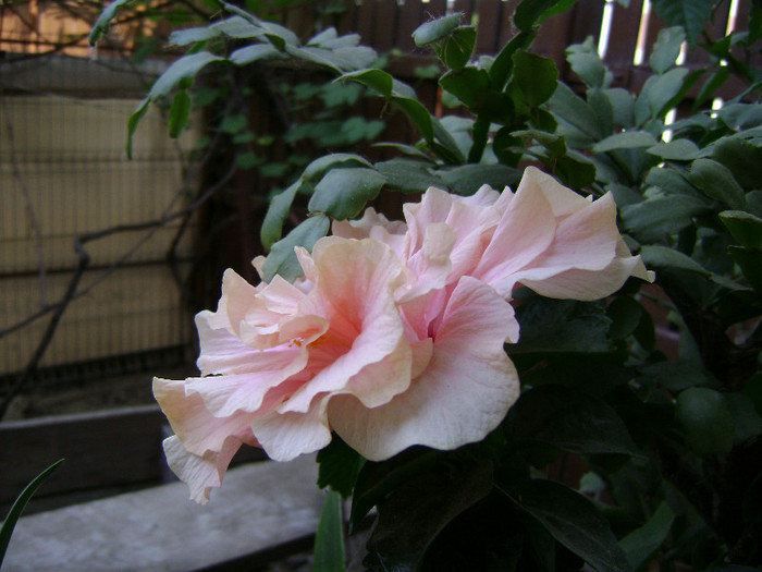 DSC08645 - hibiscus 2012