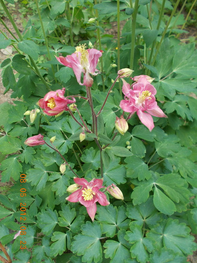 DSCN1964 - anotimpuri inflorite 2012