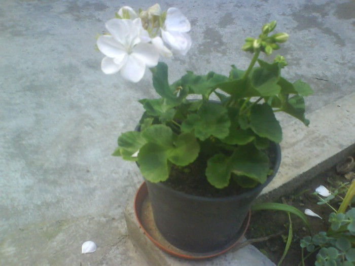 DSC00494 - Flori primavara