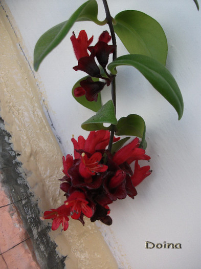 DSCF2609 - Aeschynanthus