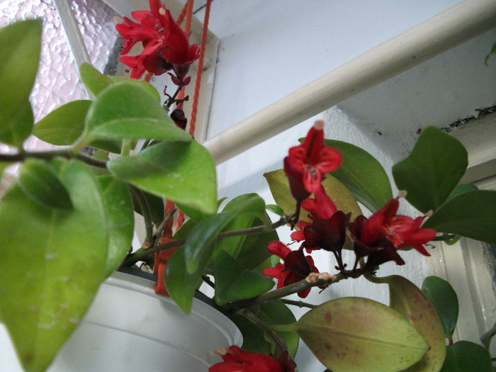 DSCF2669 - Aeschynanthus