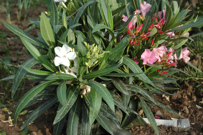 DSC_0516 - Primavara 2012