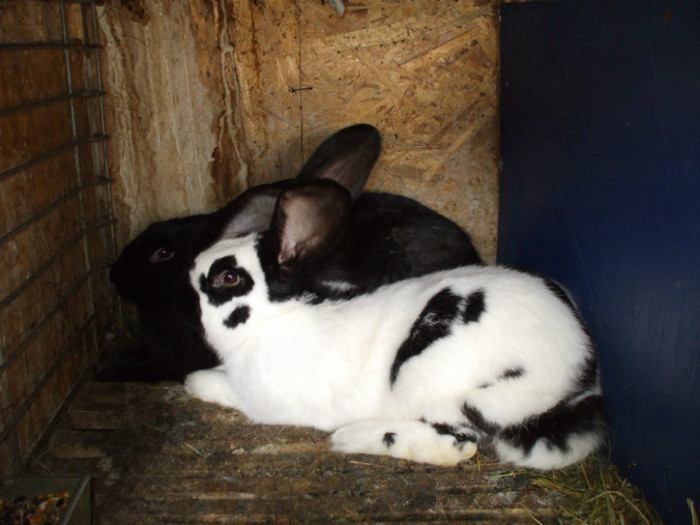 Mascul Fluture German (2)