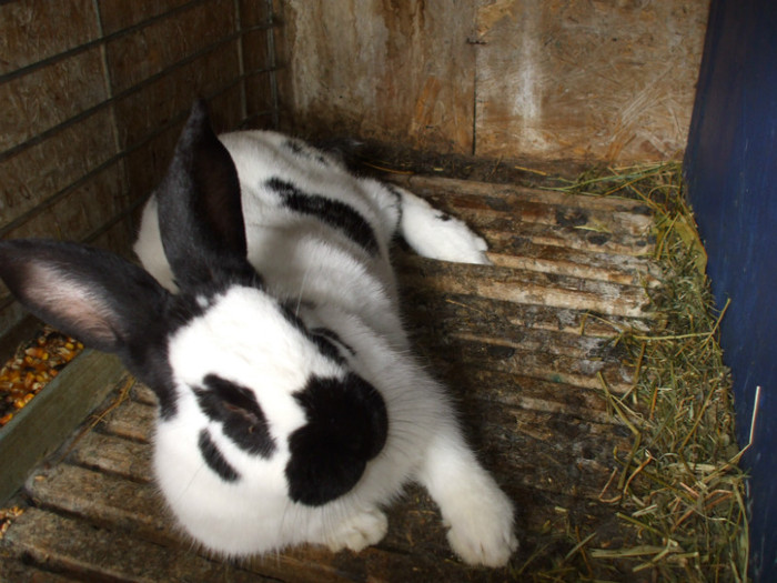 Mascul Fluture German