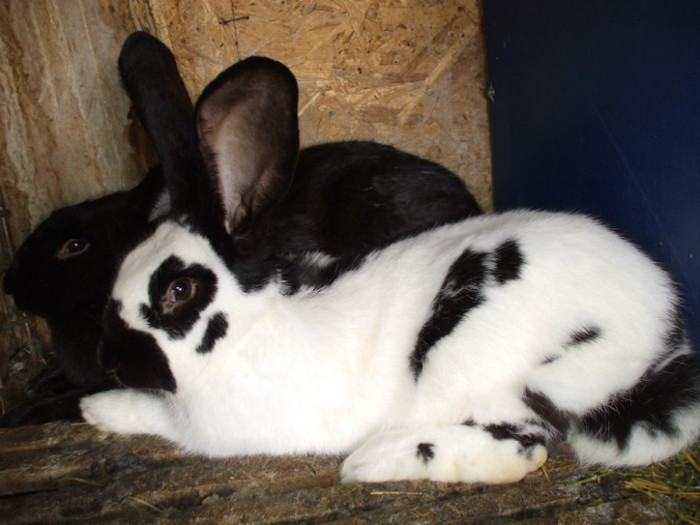 Mascul Fluture German (1)