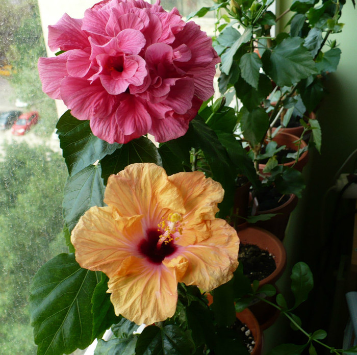 P1390010