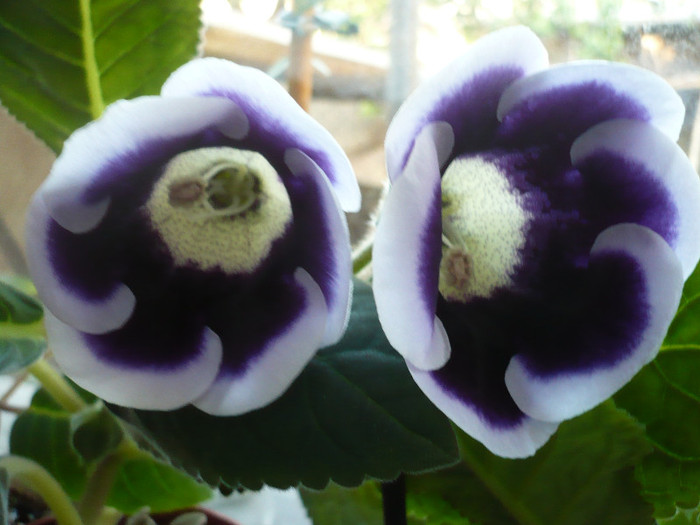 08.05.2012 - zzz-GLOXINIA 2012-iesite din colectie