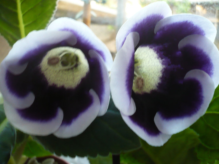 P1130158 - zzz-GLOXINIA 2012-iesite din colectie