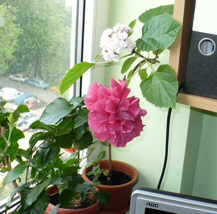 P1390018