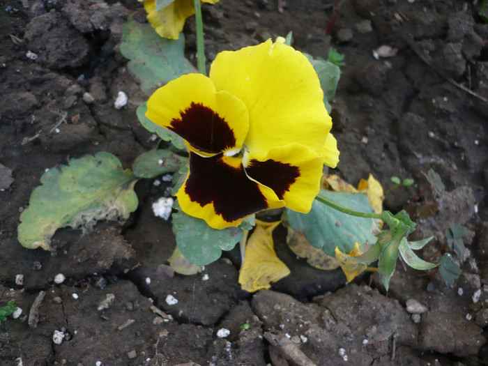 P1130177 - GRADINA 2012