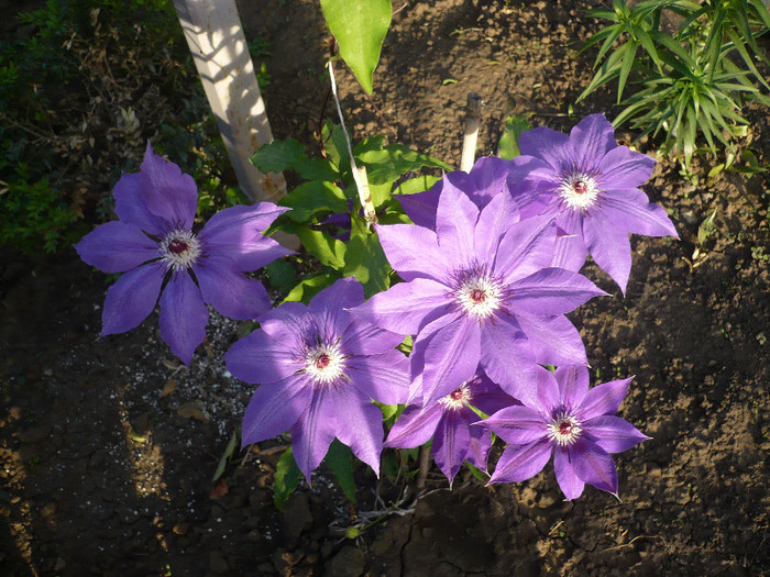 P1130178 - GRADINA 2012