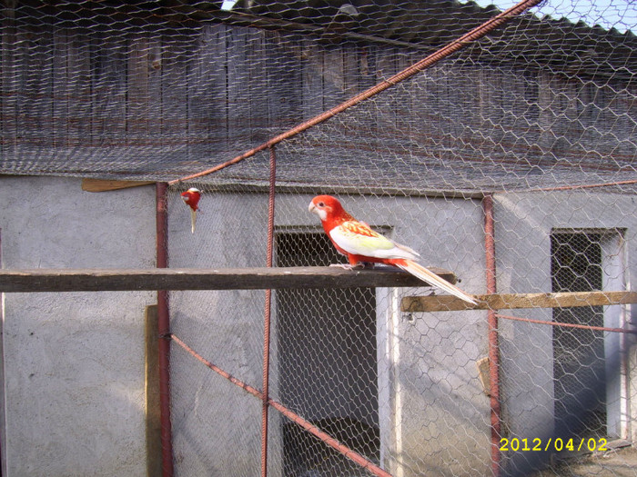 Rosella Rubino - Papagali Rosella