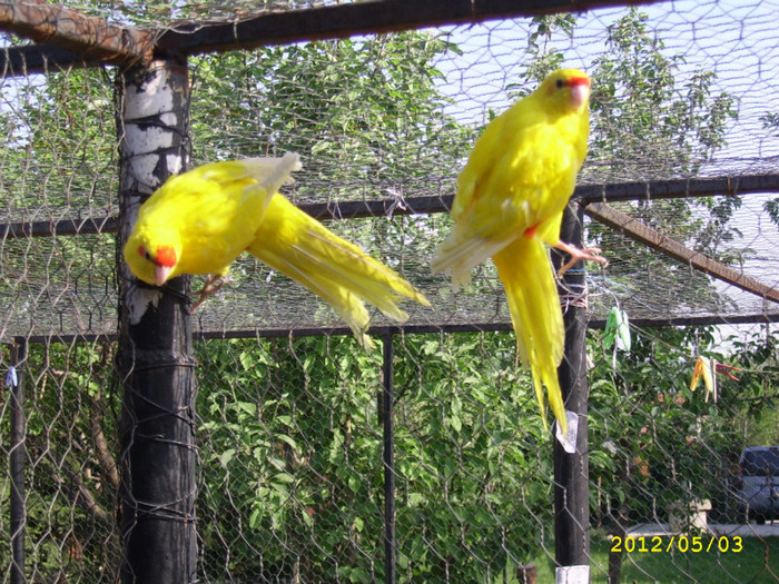 Kakariki pereche; kakariki
