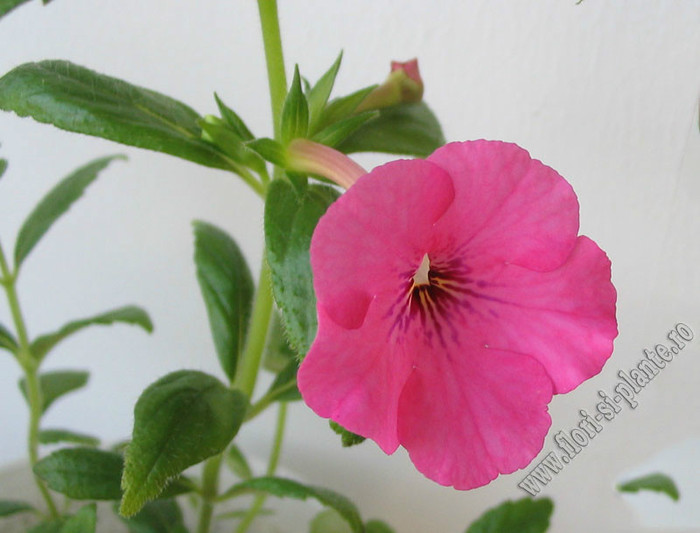 Achimenes Rosa Charm - ACHIMENES II