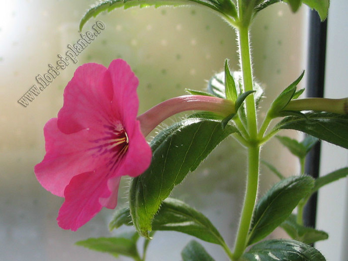 Achimenes Rosa Charm; 2012
