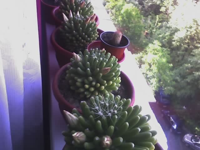 DIMINEATA - cactusi - 2012